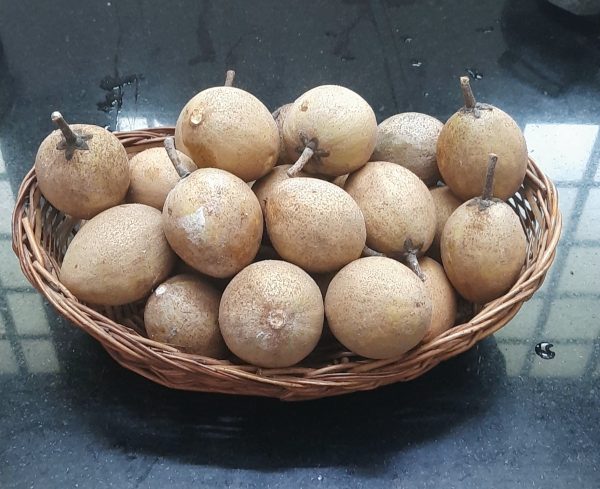 Chikoo ( സപ്പോർട്ട )