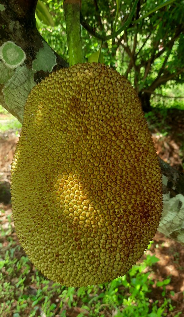 Jackfroot  (ചക്ക )