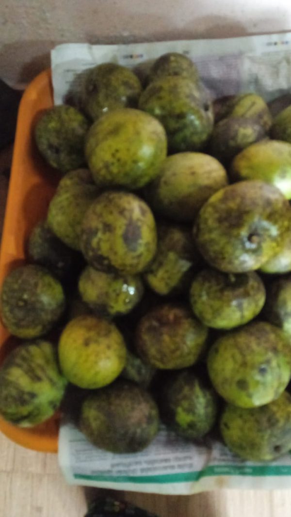 Mango (കോമാങ്ങ )